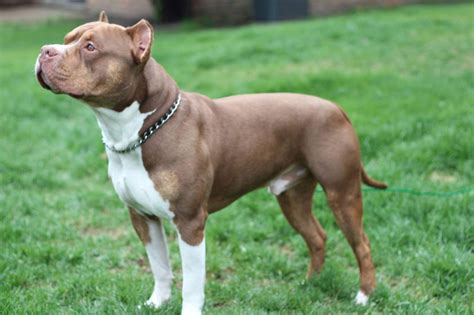 american bully breeds.